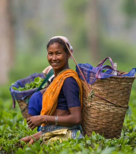 Femme sur la plantation de thé — Photo