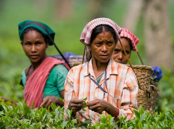 Indické ženy na plantáži — Stock fotografie