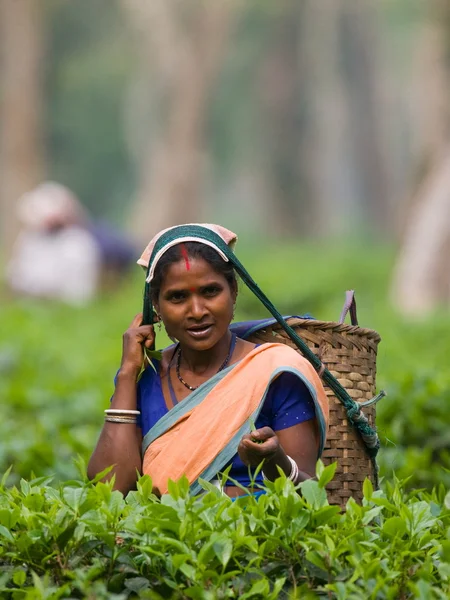 Femme sur la plantation de thé — Photo