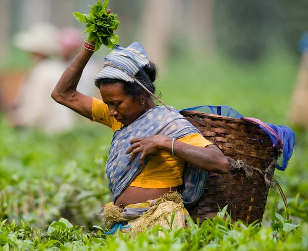 Žena na čajové plantáže — Stock fotografie