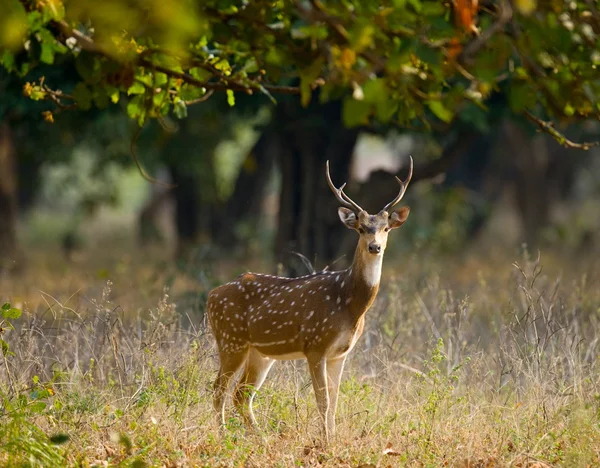 Graceful fallow deer — Stock Photo, Image