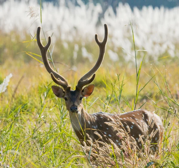 Graceful fallow deer — Stock Photo, Image