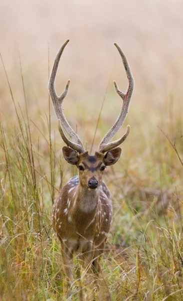 优雅的小鹿 — 图库照片