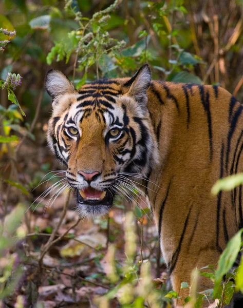 Tigre joven al aire libre —  Fotos de Stock