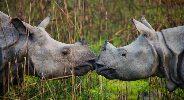 Portret van twee neushoorns — Stockfoto