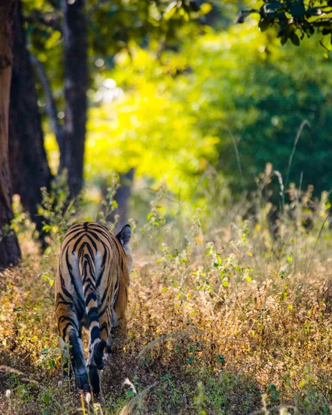 Молодой тигр на открытом воздухе — стоковое фото