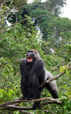 Ağaç üzerinde büyük goril