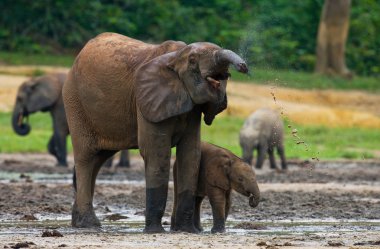 Genç fil açık havada