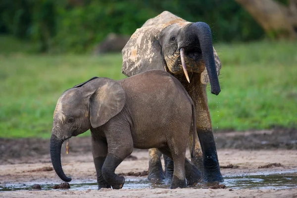 Young elephant outdoors — Stock Photo, Image