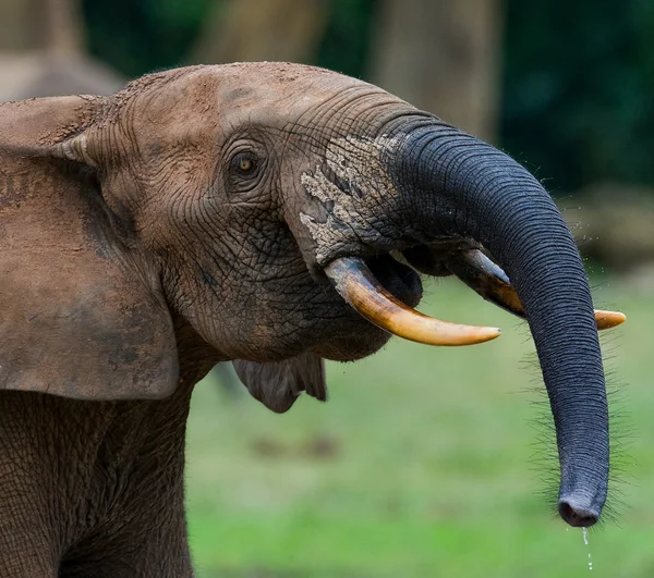Portrait of a wild elephant — Stock Photo, Image