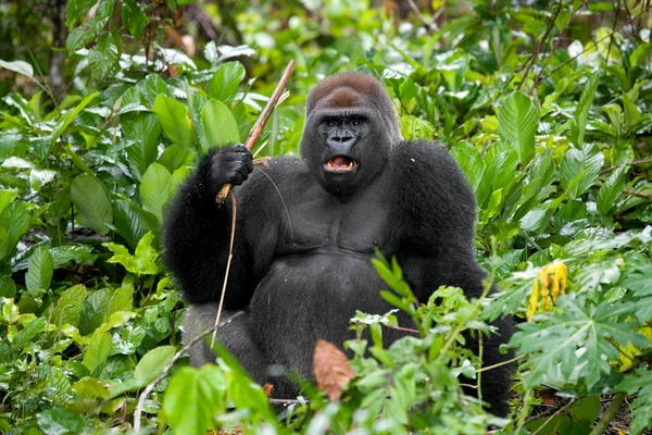 Großer Gorilla sitzend — Stockfoto