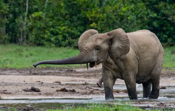 Retrato de um elefante selvagem — Fotografia de Stock