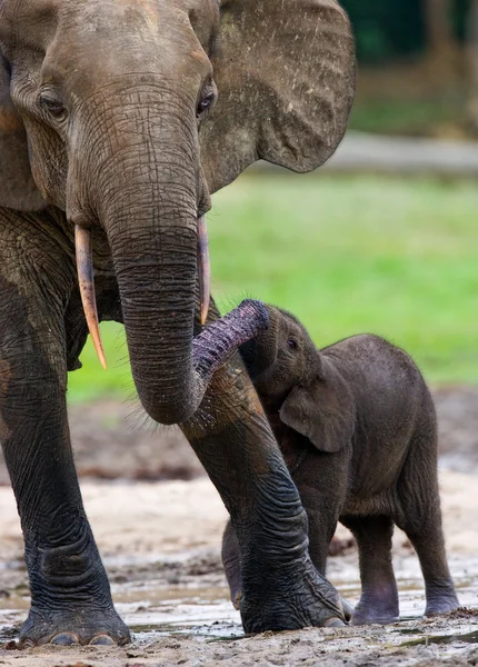 Young elephant outdoors — Stock Photo, Image