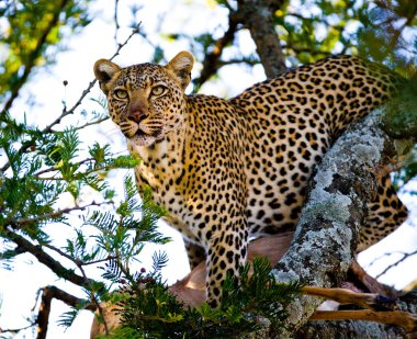 Leopard close up on the tree