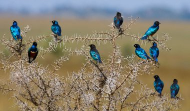 Ağaç üzerinde oturan Lamprotornis superbus