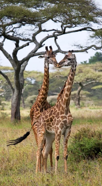 Girafas em savana ao ar livre — Fotografia de Stock