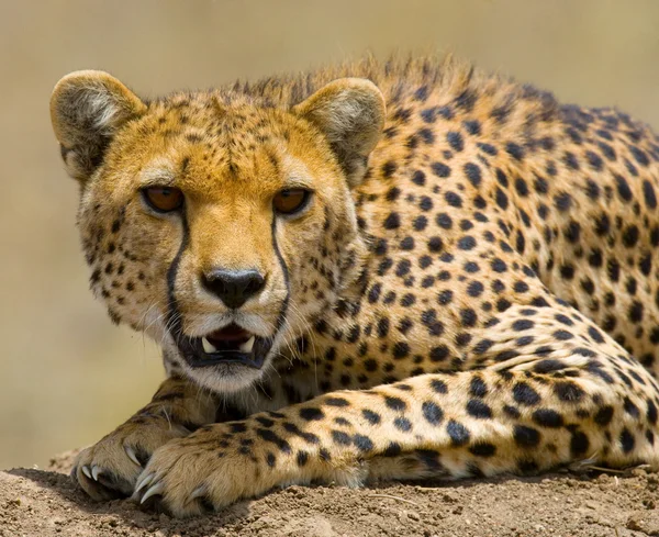 Close up of portrait of a cheetah — Stock Photo, Image