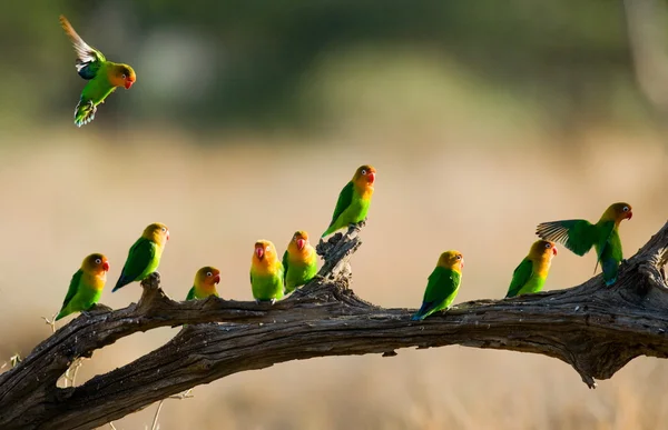 Papagaios agapornis-fischeri — Fotografia de Stock