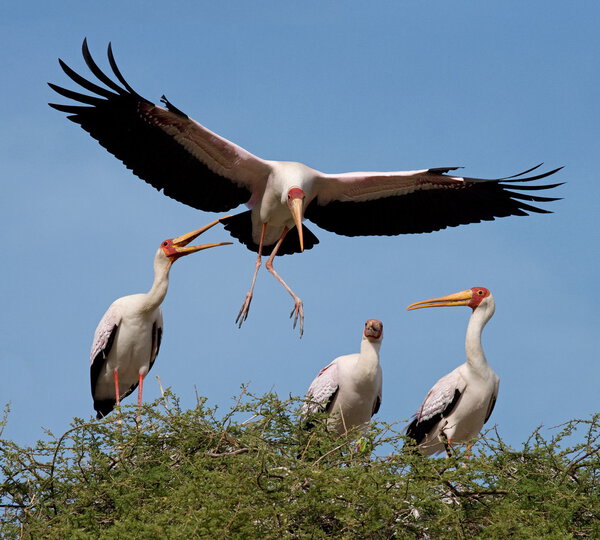 Yellow billed storks