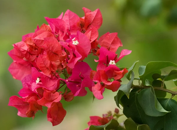 Rode bloemen op tak — Stockfoto