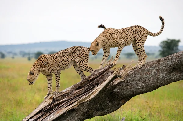 Cheetah desce da árvore — Fotografia de Stock