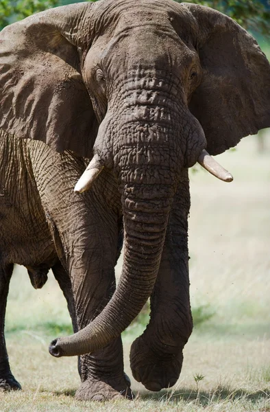 Retrato de um elefante selvagem — Fotografia de Stock