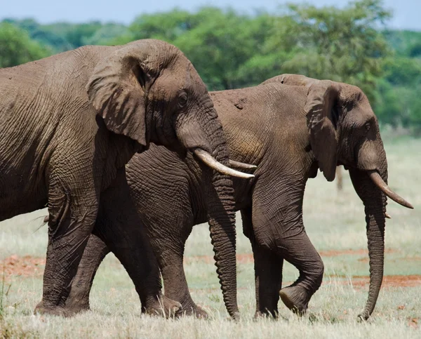 Dois elefantes no campo — Fotografia de Stock