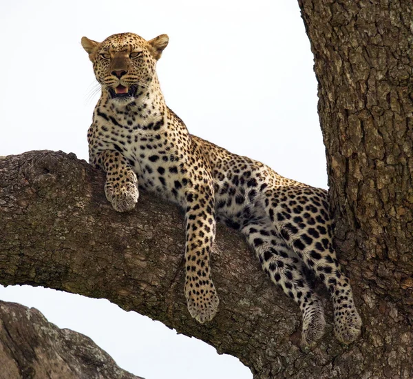 Леопард крупним планом на дереві — стокове фото