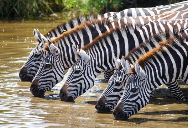 Zebras trinken Wasser — Stockfoto