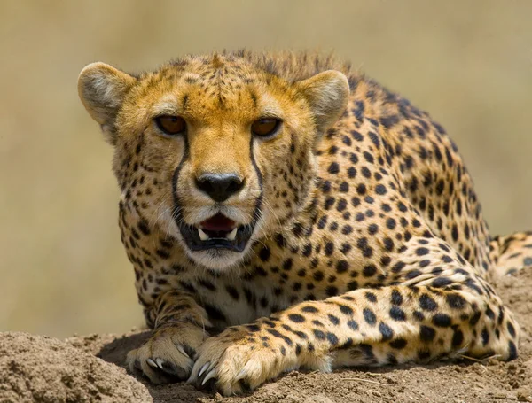 Close up of portrait of a cheetah — Stock Photo, Image