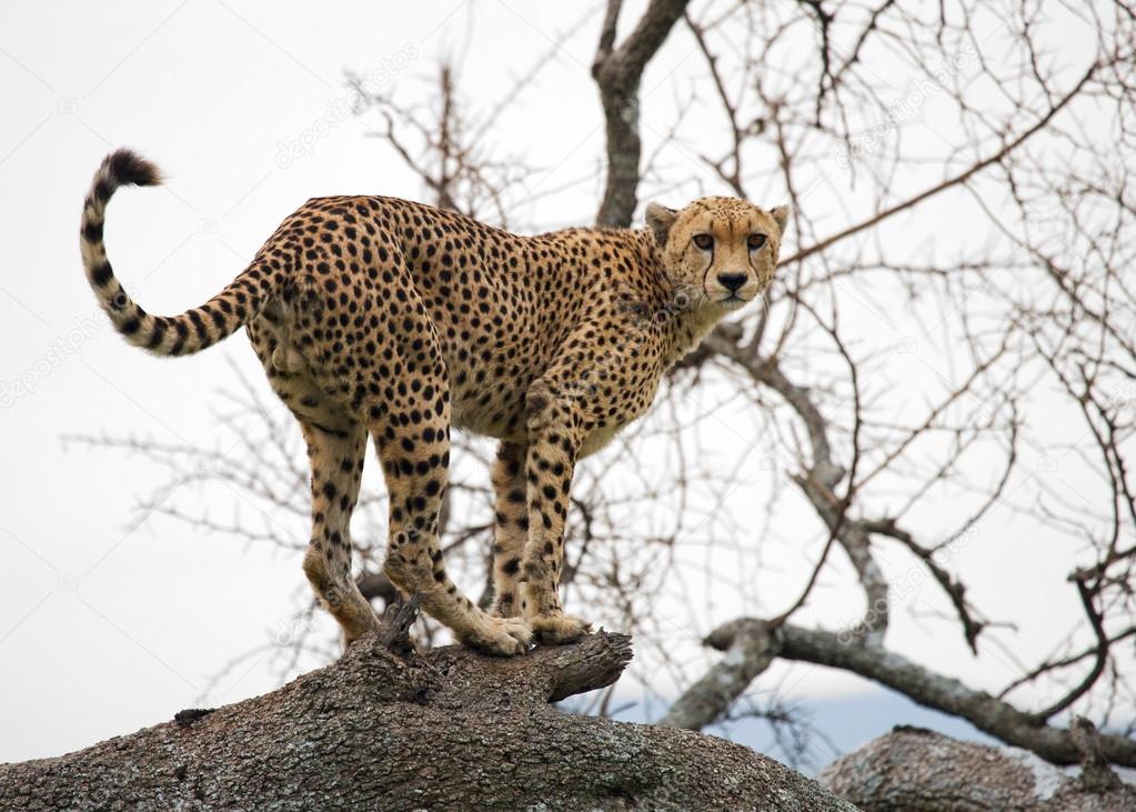 Wild cheetah on the tree