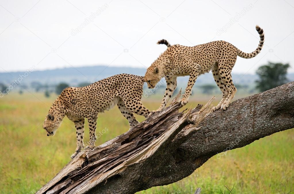 Cheetah come down from the tree