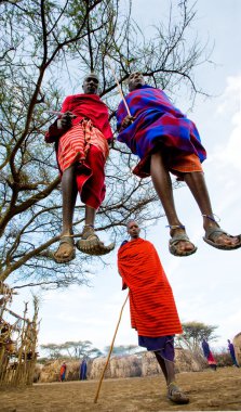 Masai warriors traditional jumps clipart