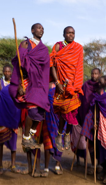 Masai warriors traditional jumps