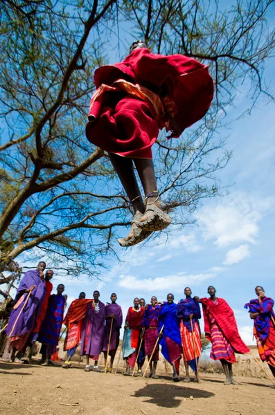 Masai guerreiros saltos tradicionais — Fotografia de Stock