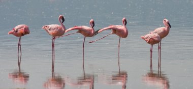 Pink flamingos outdoors clipart