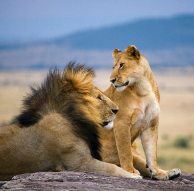Lions male and female clipart