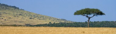 Kenya savannah peyzaj