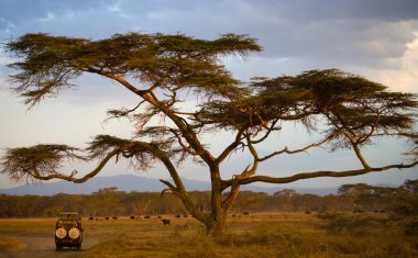 Buffalos in the savanna at sunset clipart