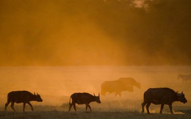 Gün batımında savana Buffalos