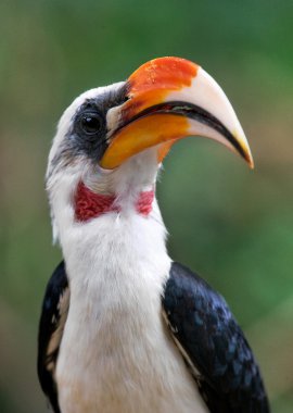 Kuş gözlemciliği Kenya