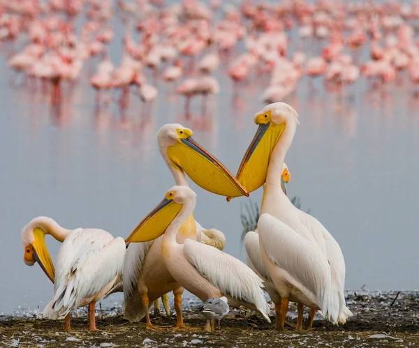 Flamingos rosa ao ar livre — Fotografia de Stock