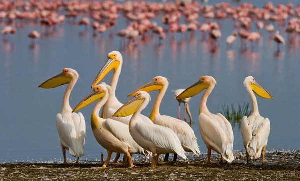 Пеликаны на фоне фламинго — стоковое фото
