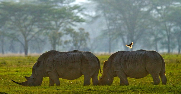 Portrait of two rhinos
