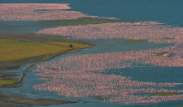 Flamants roses en plein air — Photo