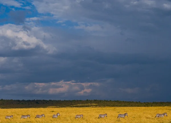 얼룩말 이 있는 아프리카의 풍경 — 스톡 사진