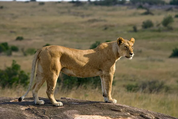 African Lion on stone — Stock Photo, Image