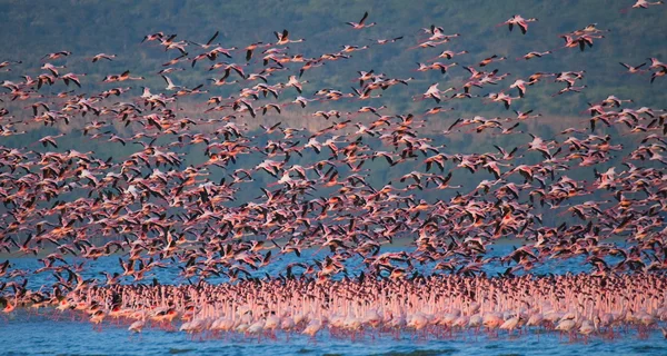 Rosa flamingos utomhus — Stockfoto