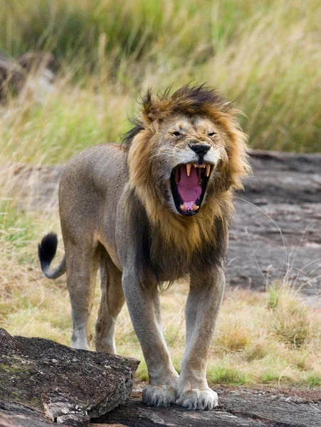 Porträtt av en afrikanska lejon — Stockfoto