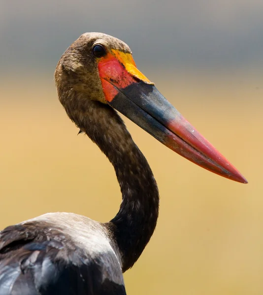 Fågelskådning tittar i kenya — Stockfoto